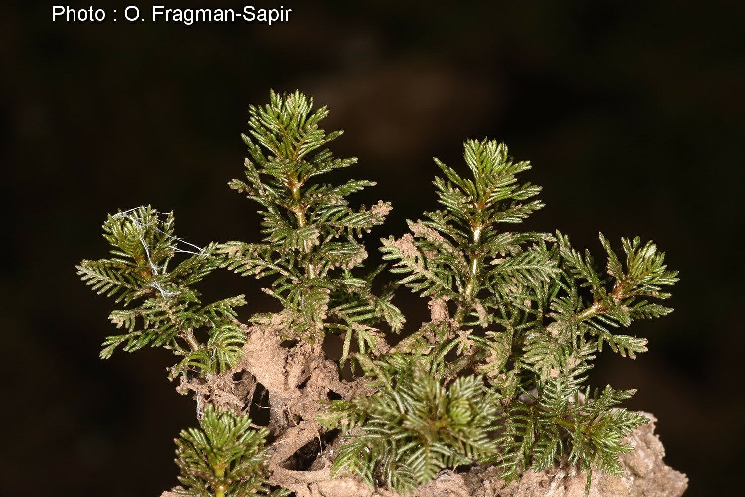 Myriophyllum spicatum - Eurasian Water-milfoil, Spiked Water-milfoil, אלף-העלה המשובל, אלף-עלה משובל