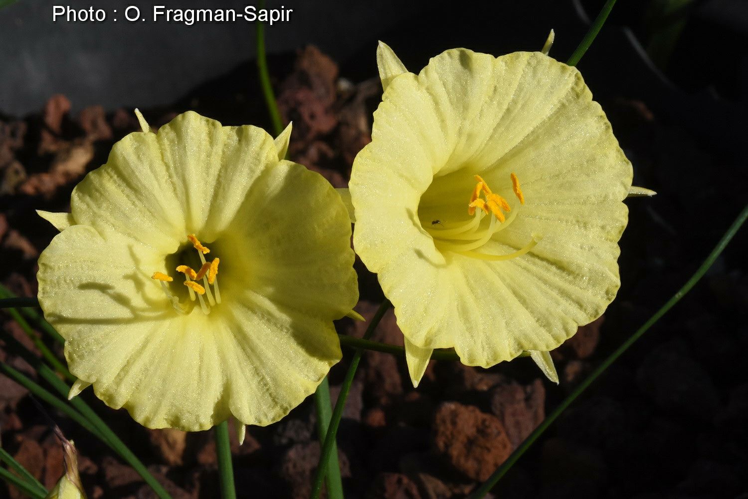 Narcissus romieuxii - נרקיס רומייה, נרקיס רומייה