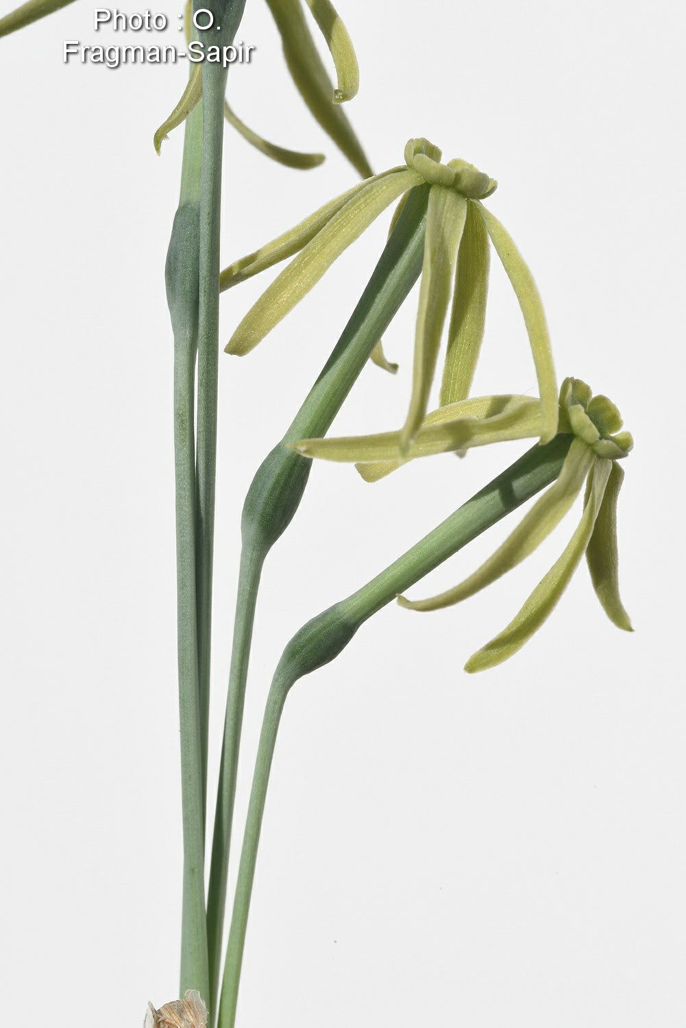 Narcissus viridiflorus - Green-flowered Narcissus, נרקיס ירוק-פרחים, נרקיס ירוק-פרחים