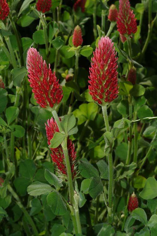 Trifolium incarnatum - Crimson Clover, Italian Clover, תלתן השני, תלתן השני