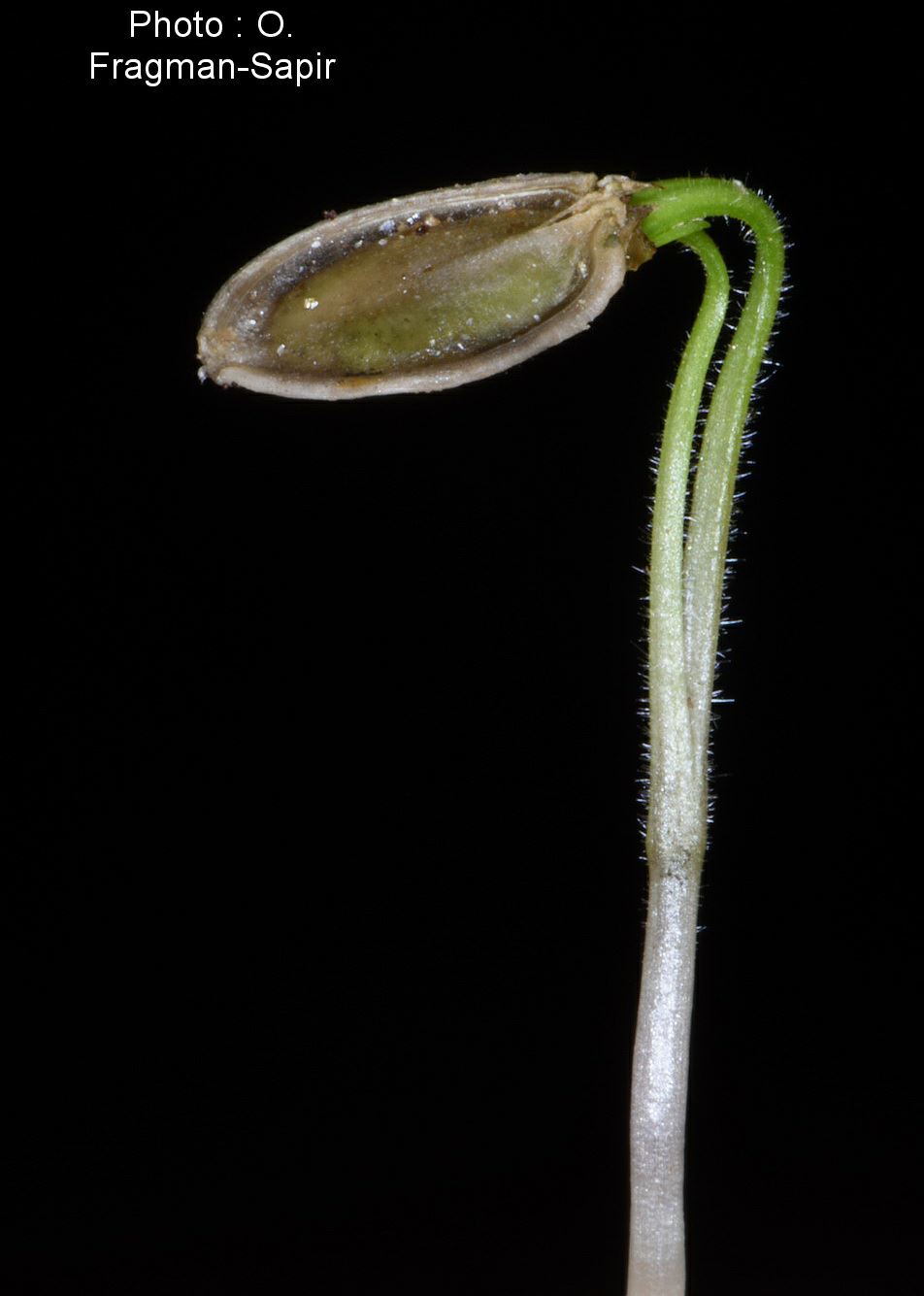 Oenanthe pimpinelloides - Corky-fruited Water-dropwort, Burnet Dropwortת Meadow Parsley, יינית כמנונית