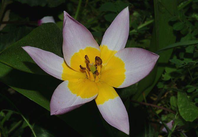 Tulipa saxatilis - Candida Tulip