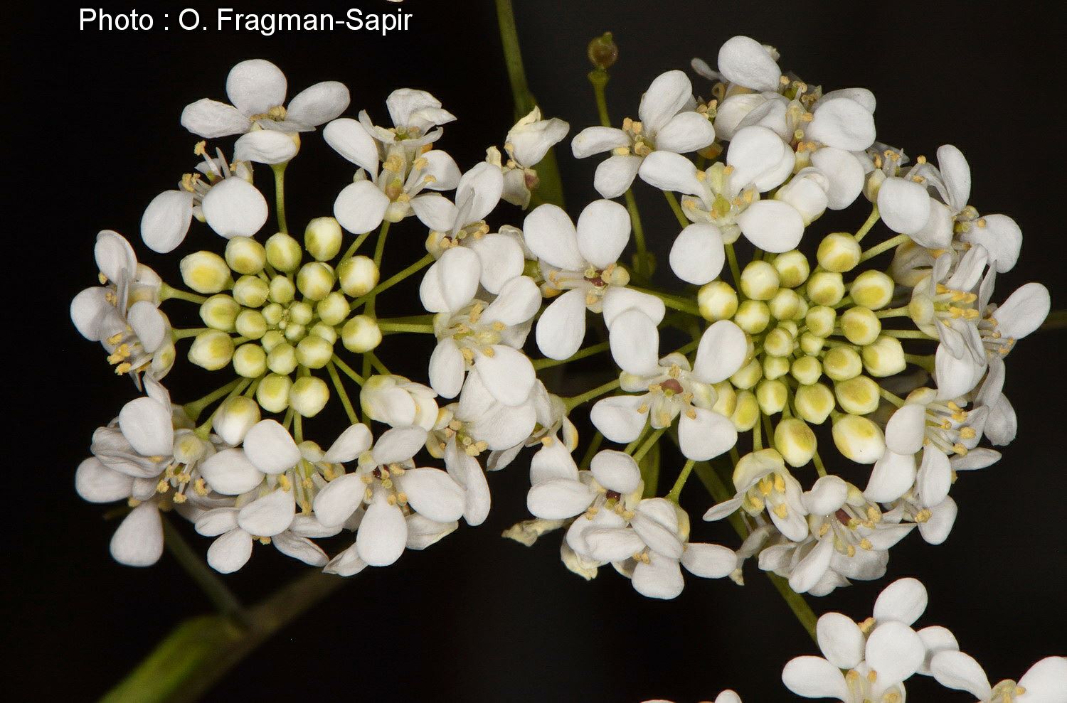 Peltaria angustifolia - Narrow-leaved Shieldwort, שלטה צרת-עלים, שלטה צרת-עלים
