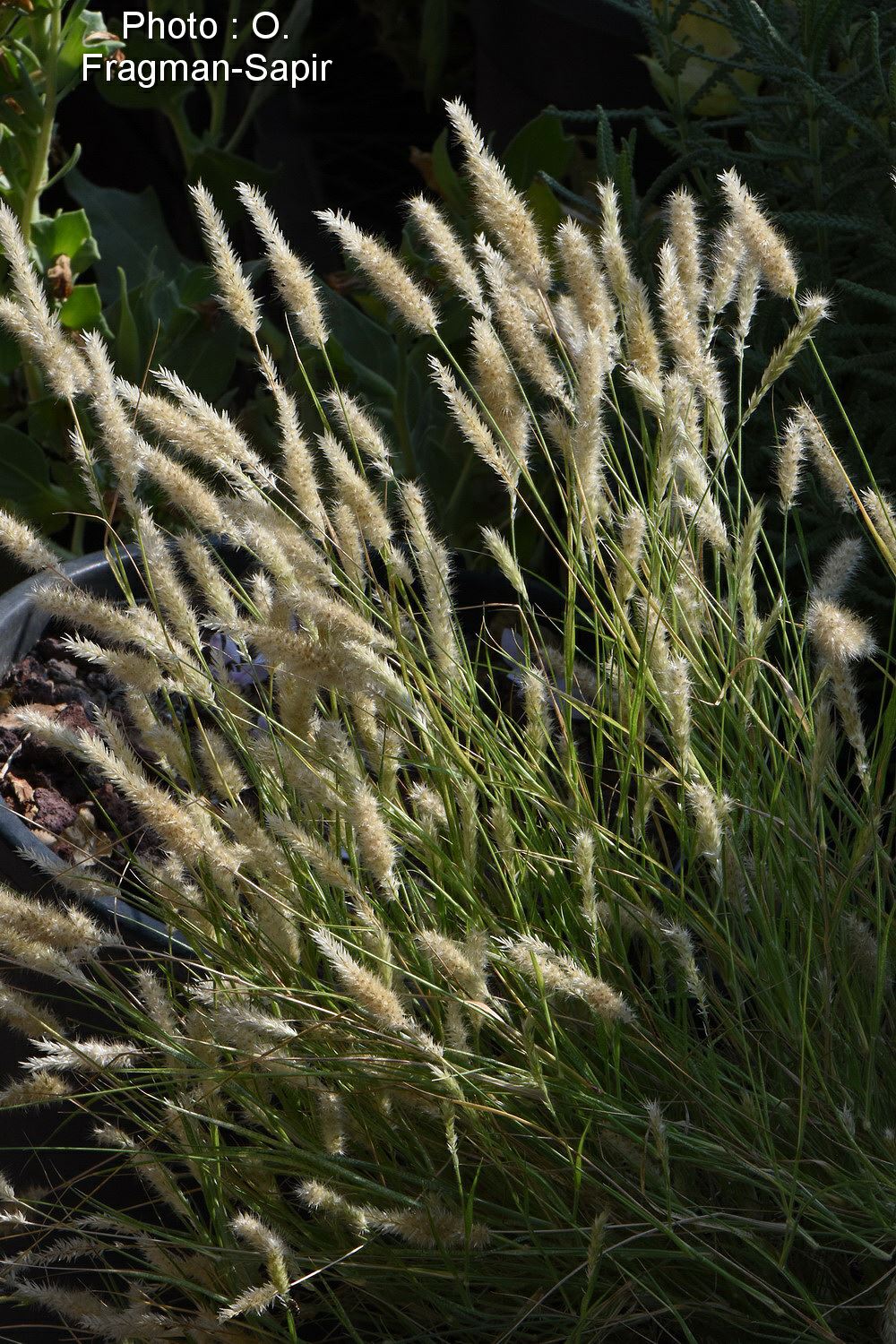 Cenchrus Ciliaris African Foxtail Grass Buffelgrass Buffel Grass African Foxtail Grass זיף