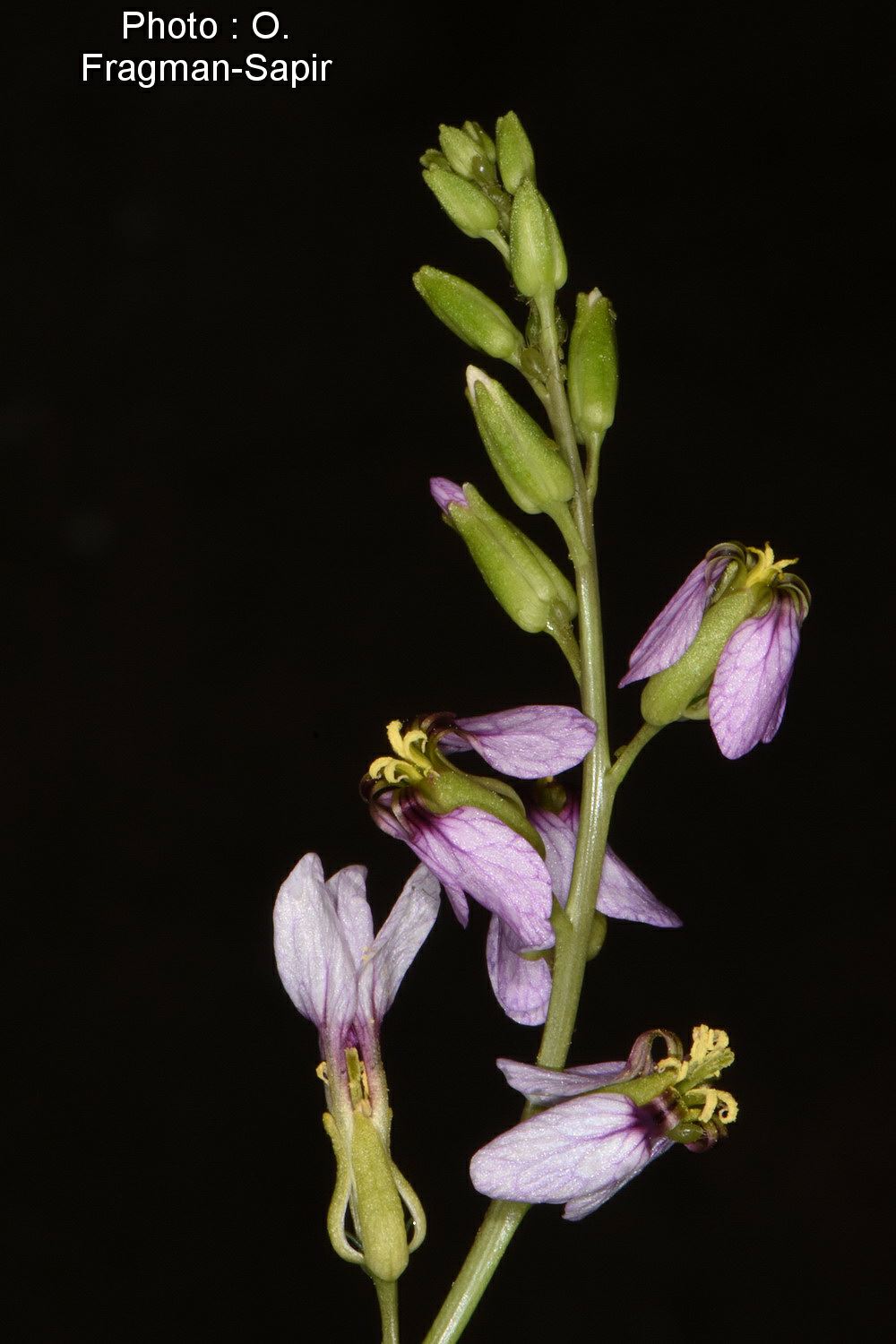 Schouwia purpurea - Egyptian Schouwia, שוויה מצרית