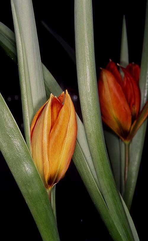 Tulipa orphanidea 'Whittallii Group' - צבעוני יתום, צבעוני יתום