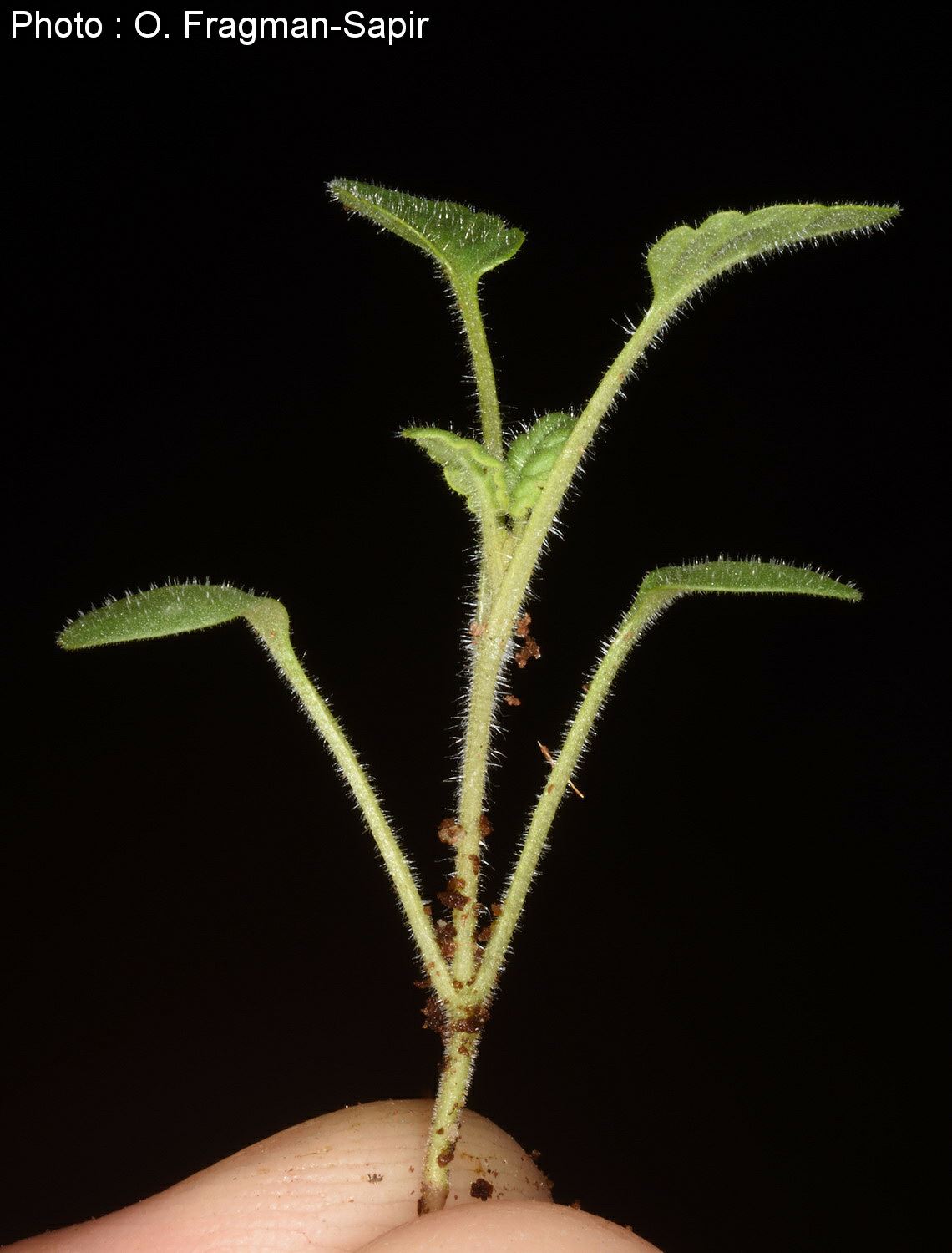 Scutellaria tomentosa - Shrubby Skullcap, קערורית שיחנית, קערורית שיחנית