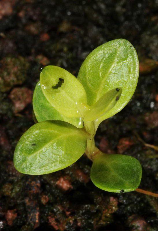 Vinca herbacea - Herbaceous Periwinkle, וינקה עשבונית, וינקה עשבונית