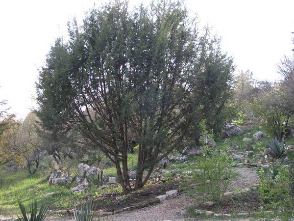 Juniperus virginiana - Eastern Red Cedar, Silver Cedar, Burk Eastern Red Cedar, Silver Eastern Red Cedar, ערער וירגיני, ערער וירג'יני