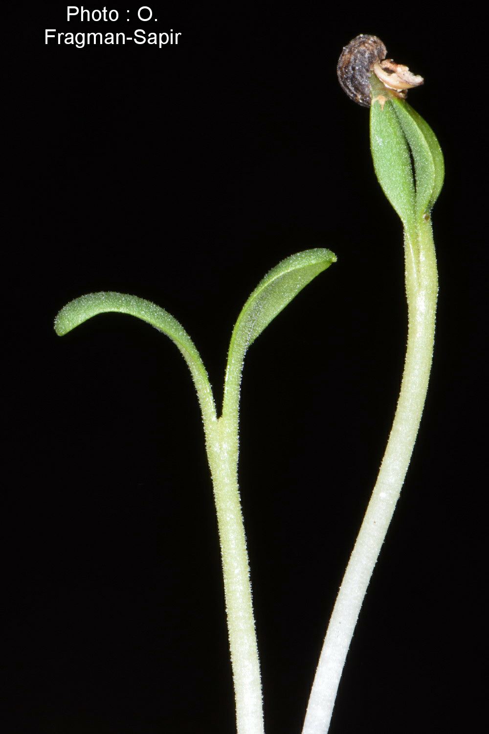 Teucrium parviflorum - Small-flowered Germander, געדה זעירת-פרחים, געדת זעירת-פרחים