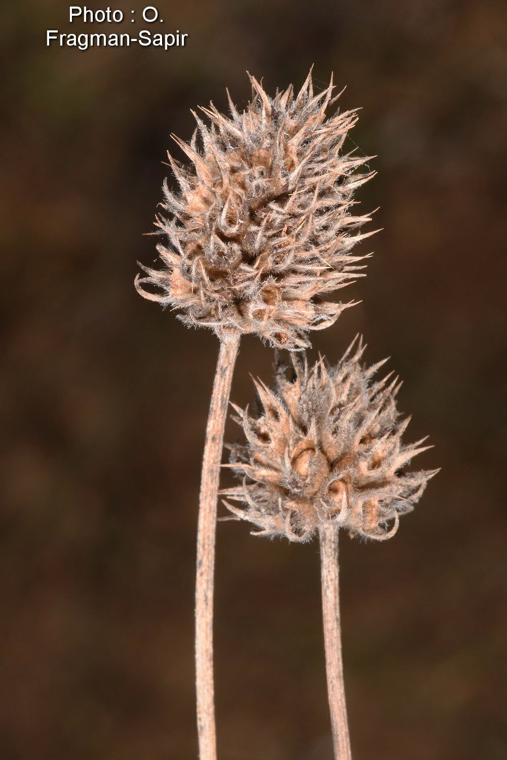 Trifolium alexandrinum - Egyptian Clover, Beerseem Cover, תלתן אלכסנדרוני, תלתן אלכסנדרוני