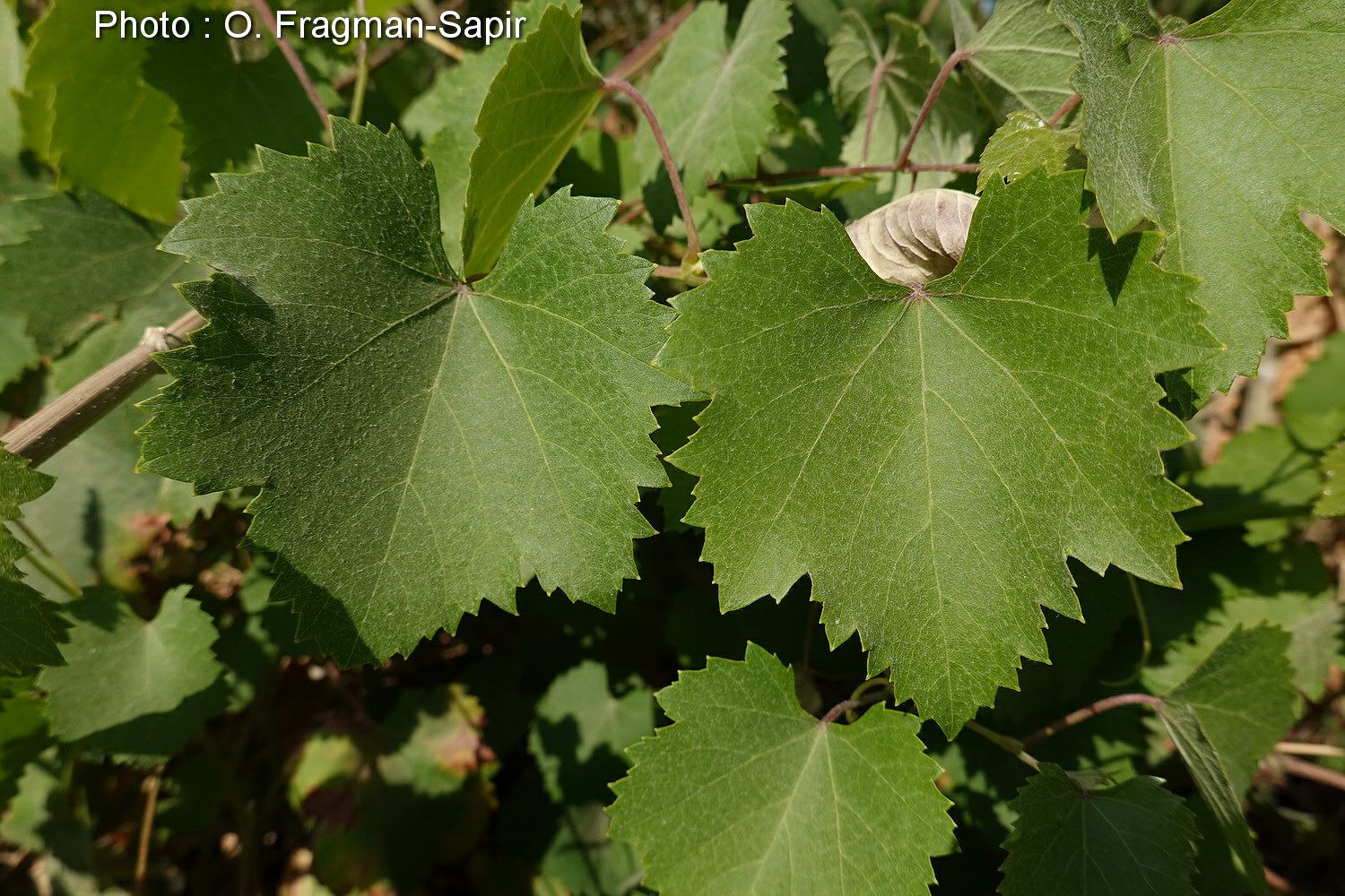 Vitis vinifera subsp. sylvestris - גפן היין תת-מין היערות, גפן היין תת-מין היערות