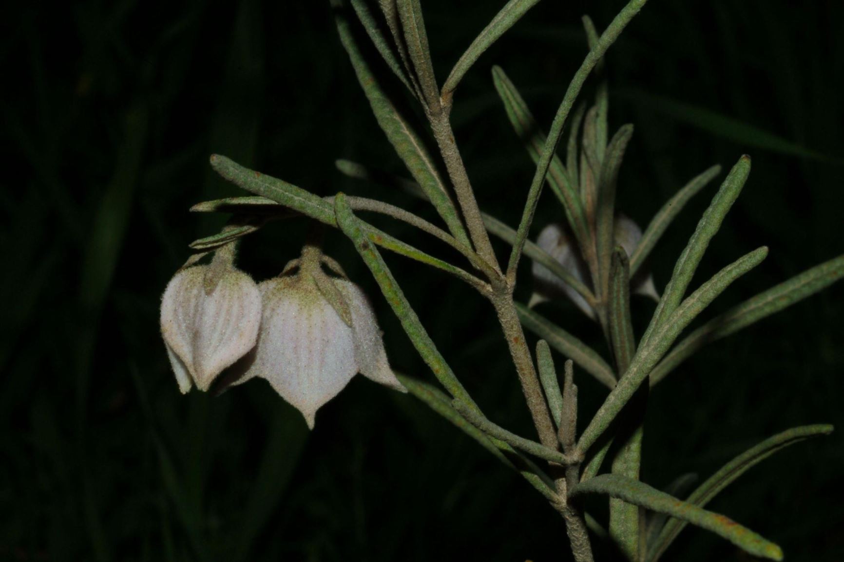 Guichenotia macrantha - גישנוטיה גדולה, גישנוטיה גדולה