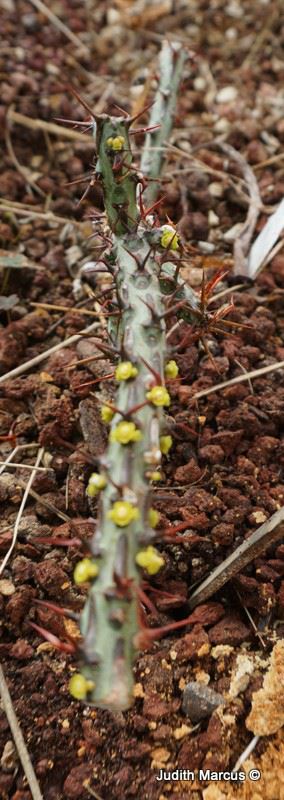 Euphorbia aeruginosa - Miniature Saguaro, חלבלוב חלודי, חלבלוב חלודי