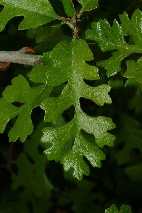 Quercus lobata - White Oak, Valley Oak, Swamp Oak, Roble Oak ,California White Oak, אלון אונתי, אלון אונתי