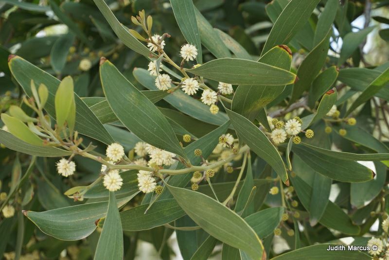 Acacia melanoxylon - Australian Blackwood, שיטה שחורת-עצה, שיטה שחורת-עצה