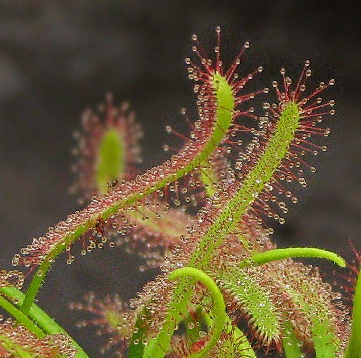 Drosera capensis 'Narrow Leaf' - Cape Sundew, טללית הכף, טללית הכף