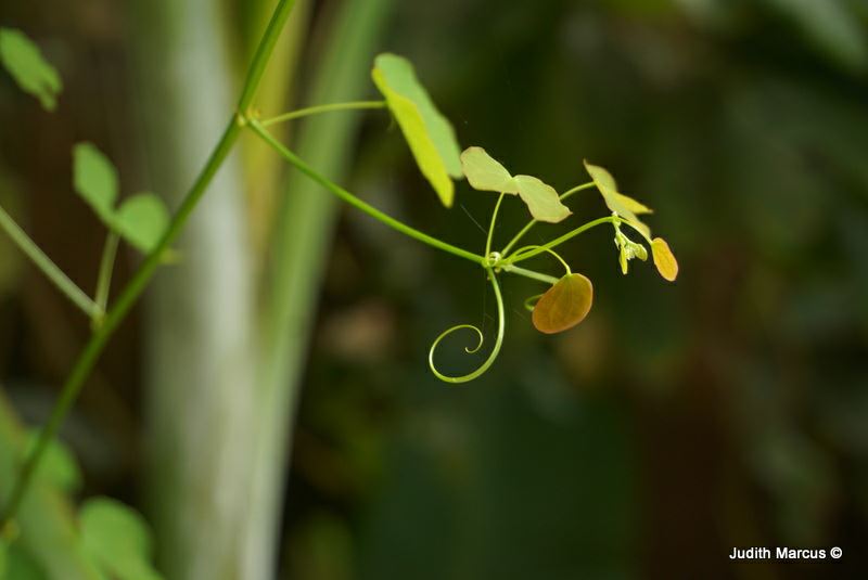 Bauhinia yunnanensis - Climbing Chinese Orchid Tree, בוהיניית יונאן, בוהיניית יונאן