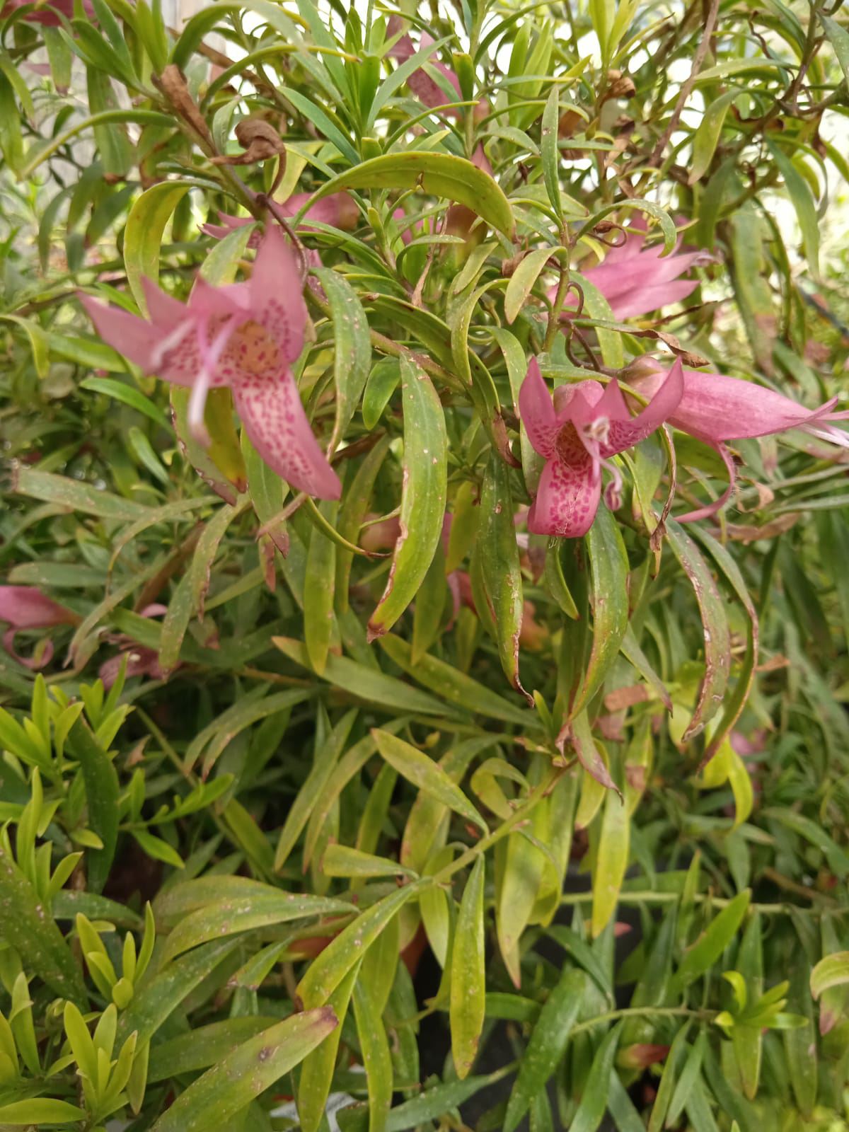 Eremophila aff. maculata 'pink-orange' - ישימונית מוכתמת? 'ורוד-כתום'