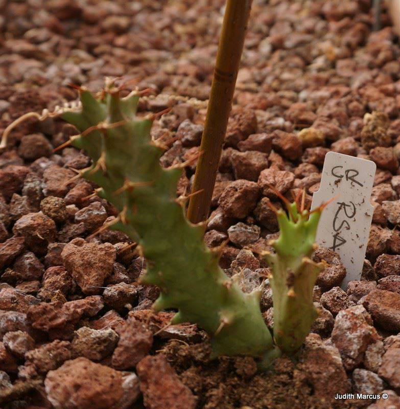 Euphorbia groenewaldii - חלבלוב גרינוולד