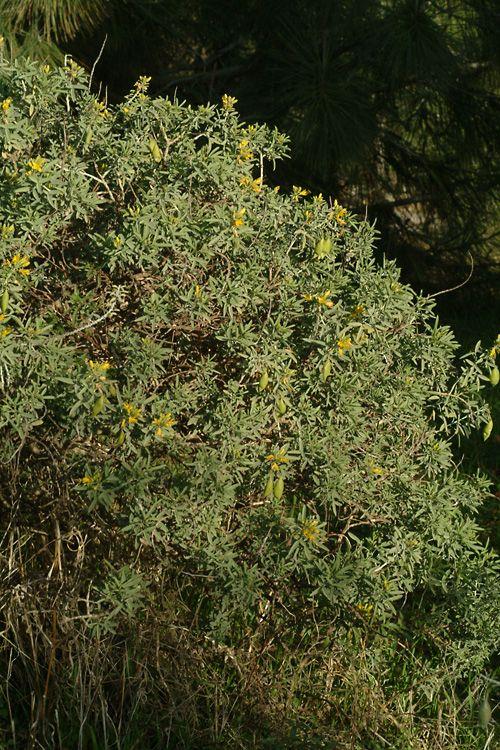 Peritoma arborea - Bladderpod, פריטומה מעוצה
