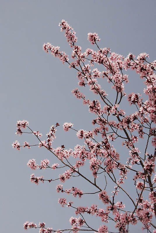 Prunus cerasifera - Cherry Plum, Myrobalan Plum, Purple-leafed Plum, Japanese Purple Plum, Wild Cherry Plum, שזיף הדובדבן, שזיף מסועף, אפרסק הדובדבן, דובדבן סוגדי