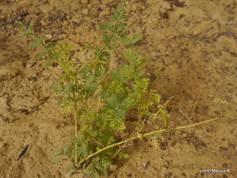 Lavandula coronopifolia - Desert Lavender, אזוביון מדברי, אזוביון  מדברי