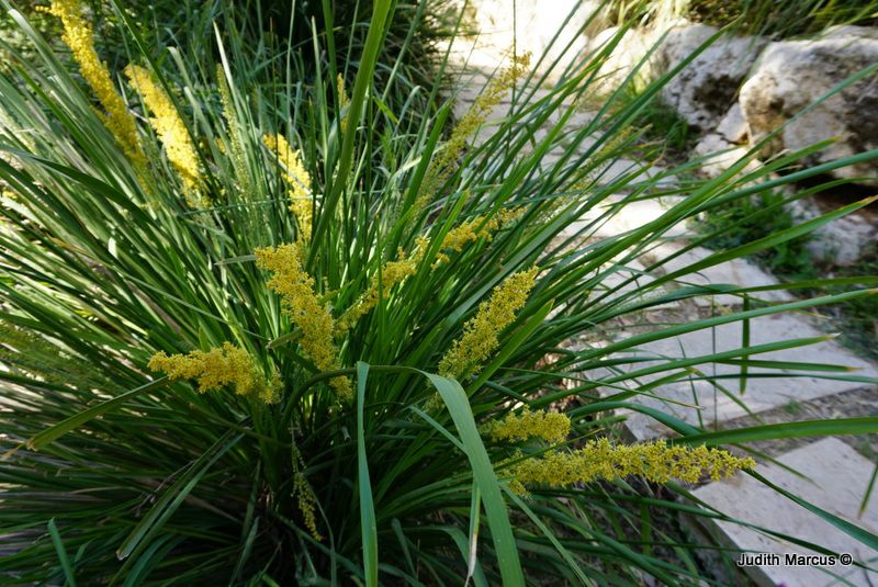 Lomandra longifolia - Spiny-head Mat-rush, Spiky-headed Mat-rush, Basket Grass, Honey Reed, לומנדרה ארוכת-עלים, לומנדרה ארוכת-עלים