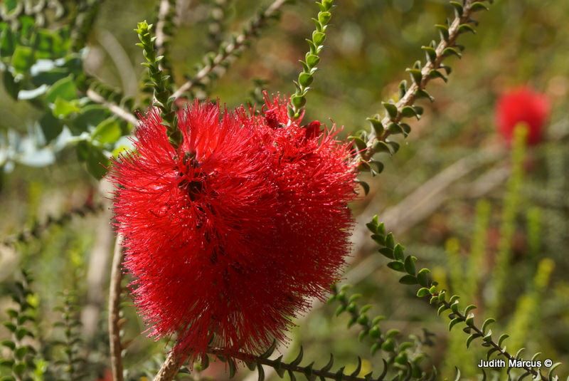 Melaleuca coccinea - Goldfields Bottlebrush, מללויקה אדומה, מללויקה אדומה