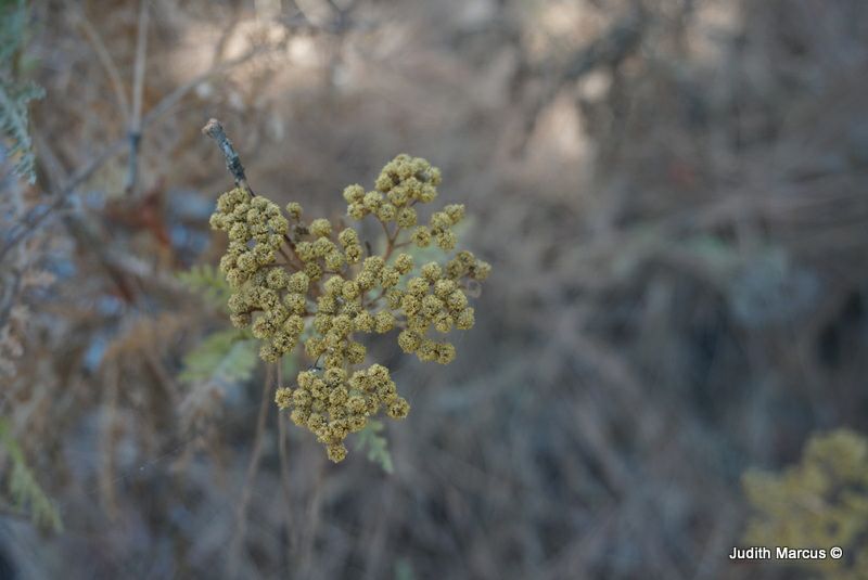 Gonospermum fruticosum - גונוספרמון שיחני, גונוספרמום שיחני