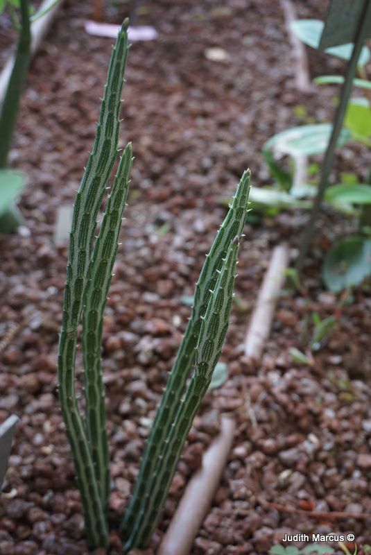 Kleinia stapeliiformis - Pickle Plant, קלייניה סטפלית