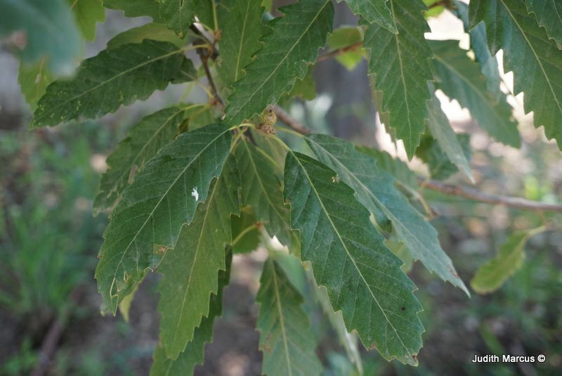 Quercus muehlenbergii - Chinkquapin Oak, Yellow Chesnut Oak, אלון מולנברג, אלון מולנברג