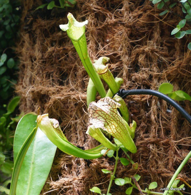 Sarracenia flava - Yellow Pitcher Plant, Huntsman's Horns, Watches, נבלית צהבהבה, נבלית צהבהבה