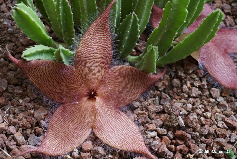 Stapelia grandiflora - Carrion Plant, Starfish Flower, Starfish Cactus, סטפליה גדולת-פרחים, סטפליה גדולת-פרחים