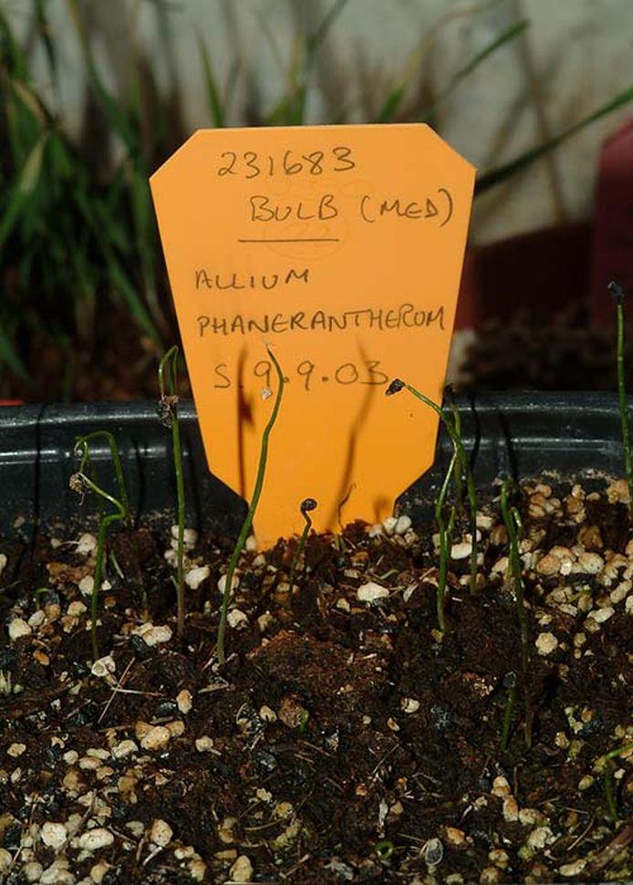Allium phanerantherum - Long-Anthered Garlic, שום נטוי, שום נטוי