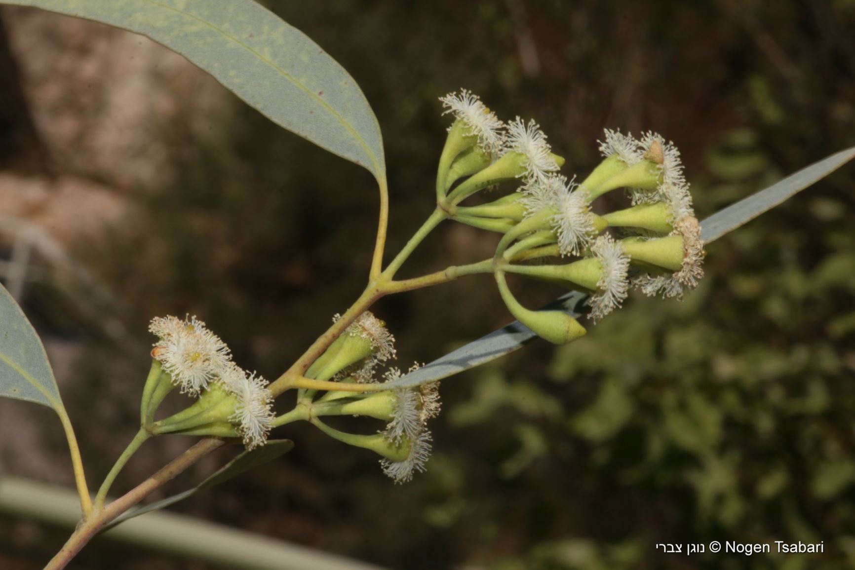 Eucalyptus cyanophylla - Blue-leaved Mallee, איקליפטוס כחלחל, איקליפטוס כחלחל