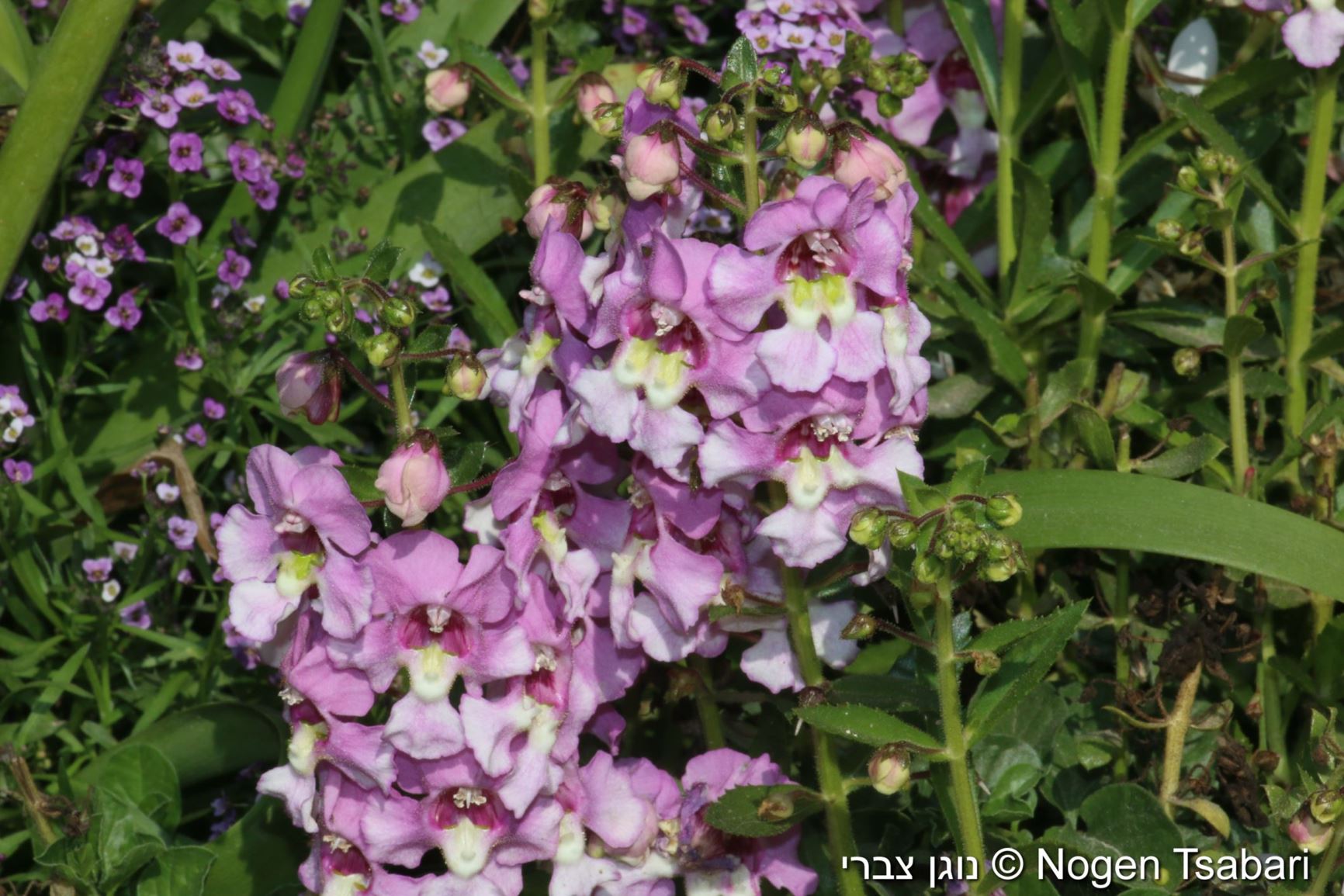 Angelonia angustifolia - Summer Snapdragon, אנגלוניה צרת-עלים, אנגלוניה צרת-עלים