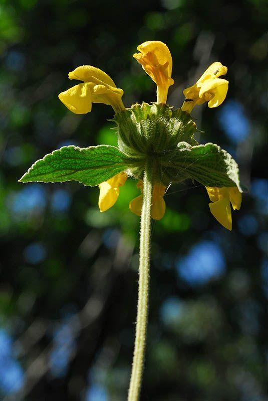 Phlomis chrysophylla - Gold-leafed Phlomis, Goldleaf Jerusalem Sage, Golden-leaved Jerusalem Sage, שלהבית צהובת-עלים, שלהבית צהובת-עלים