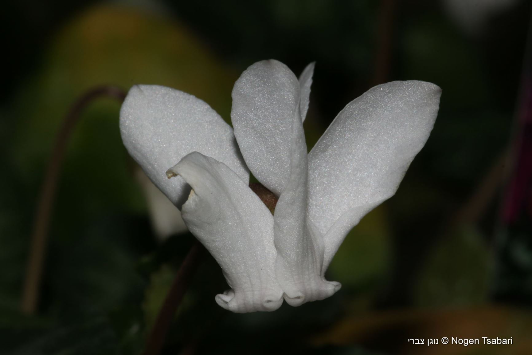 Cyclamen coum × hederifolium 'Album' - רקפת יוונית × קיסוסית 'לבן'