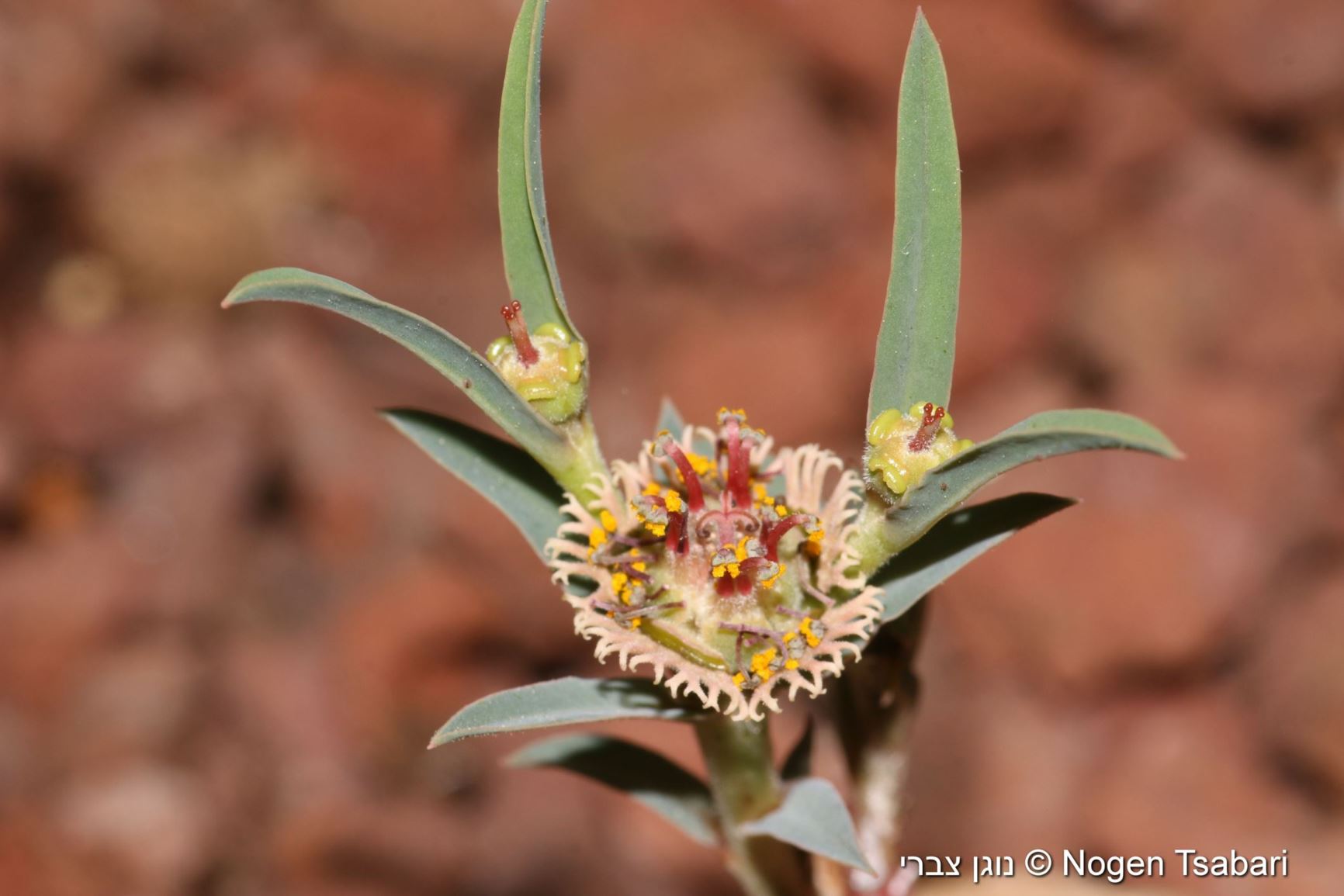 Euphorbia trichadenia - חלבלוב שעיר-כותרת