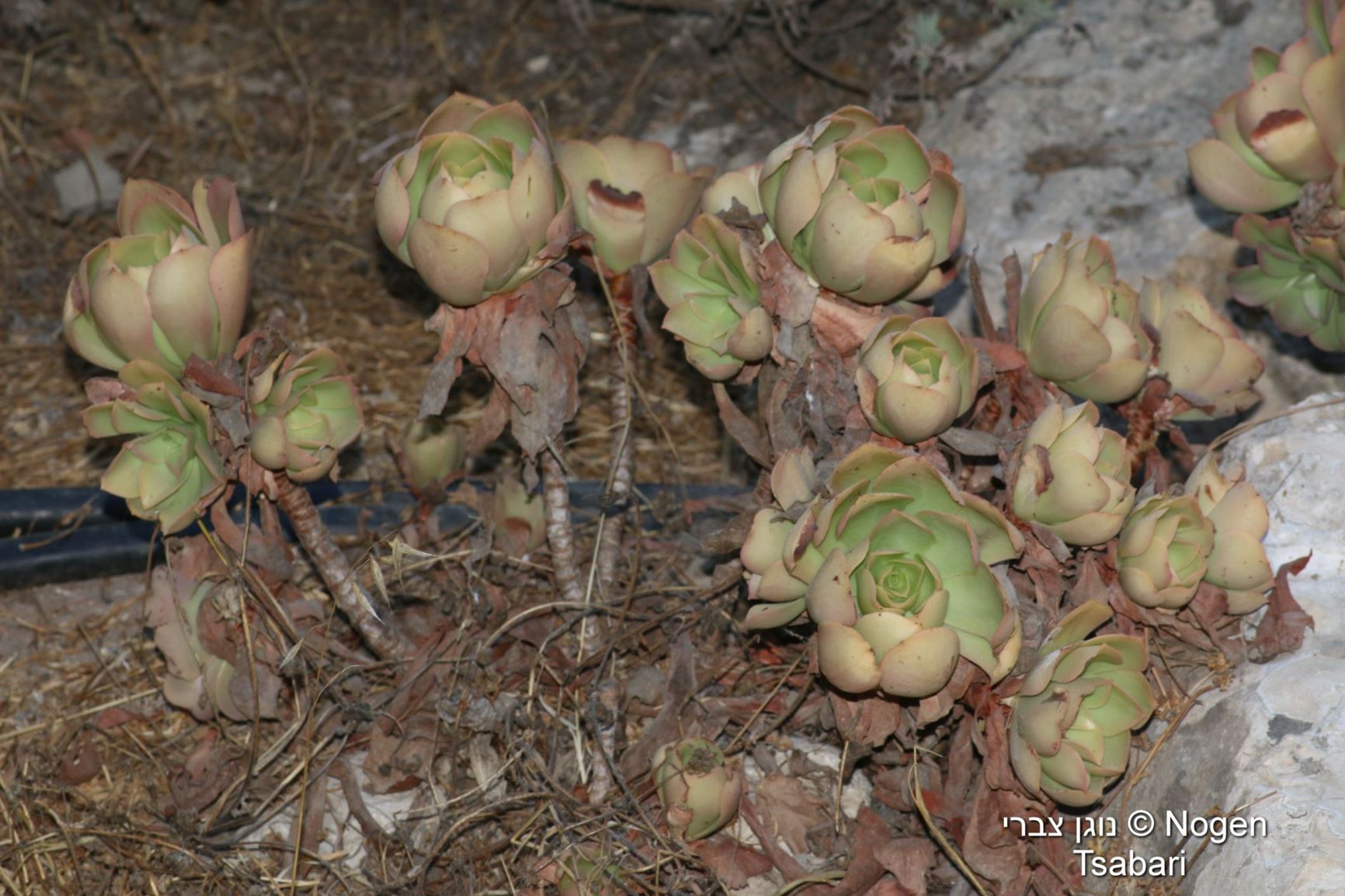 Aeonium canariense - Velvet Rose, Canary Island Aeonium, נצחה קנרית, נצחה קנרית