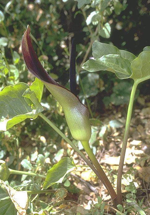 Arum palaestinum - Black Calla Lily,  Palestine Arum, לוף ארץ-ישראלי, לוף ארצישראלי