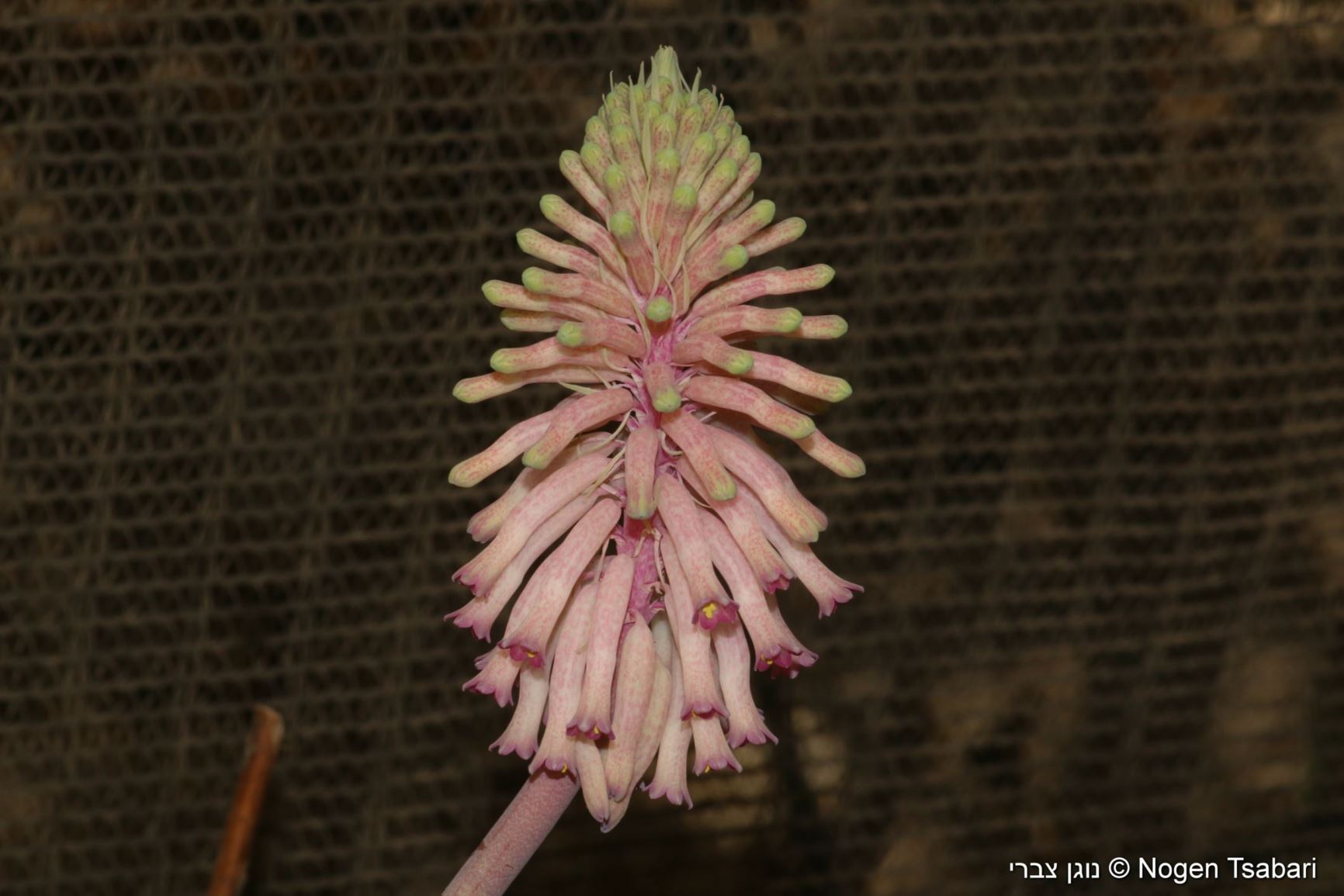 Veltheimia capensis - Sand Lily, נוית הכף, נוית הכף