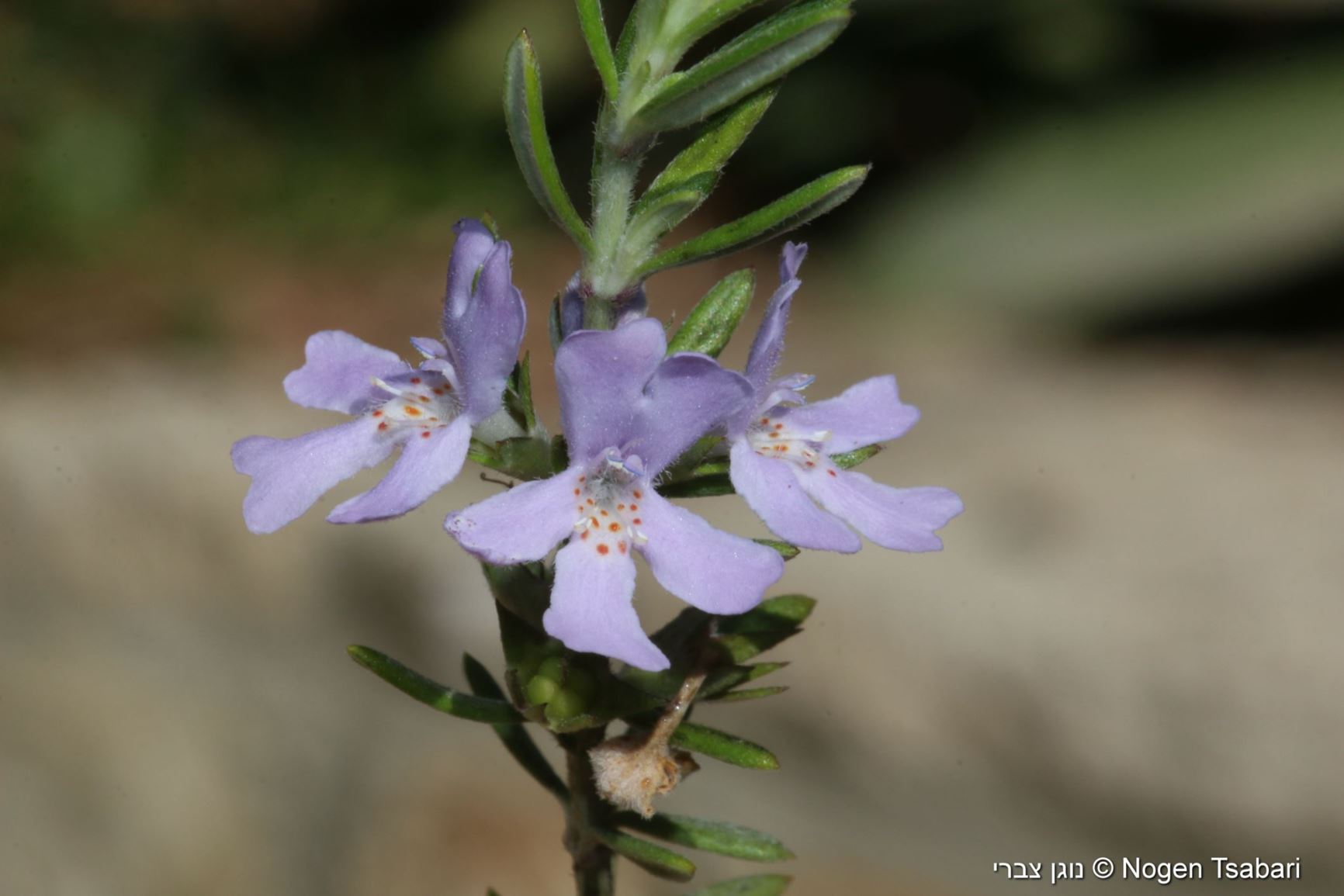 Westringia fruticosa 'Blue' - ווסטרינגיה שיחנית 'בלו', ווסטרינגיה שיחנית 'בלו'', ווסטרינגיה שיחנית 'ניר עוז'