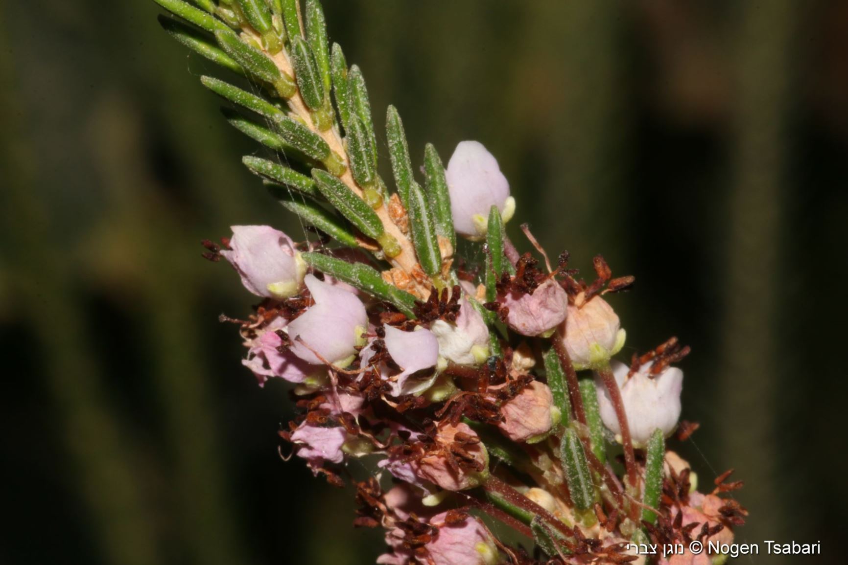 Erica aff. manipuliflora subsp. anthura - אברש דל-פרחים תת-מין זנוב?