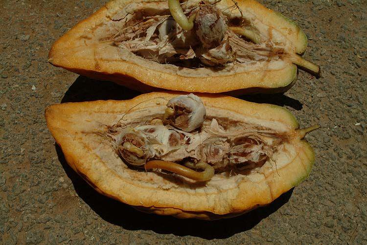 Theobroma cacao 'Criollo' - Cocoa Tree 'Criollo', תאוברומת הקקאו תת-מין קריאולי, תאוברומת הקקאו תת-מין קריאולי