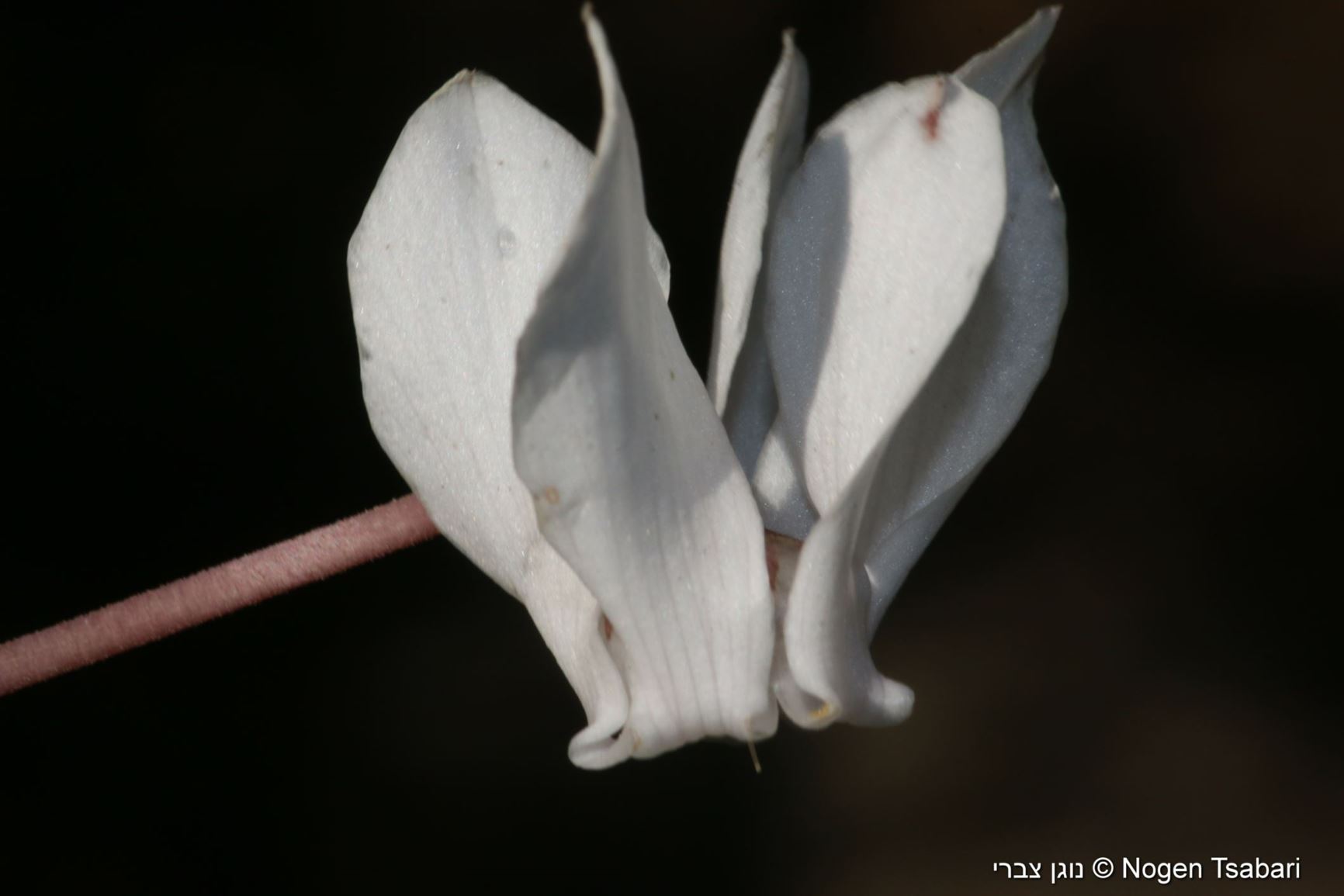 Cyclamen hederifolium 'Album' - רקפת קיסוסית 'לבן'