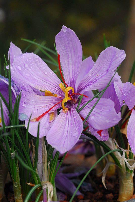 Crocus sativus - Saffron Crocus, כרכום הגינה, כרכום הגינה