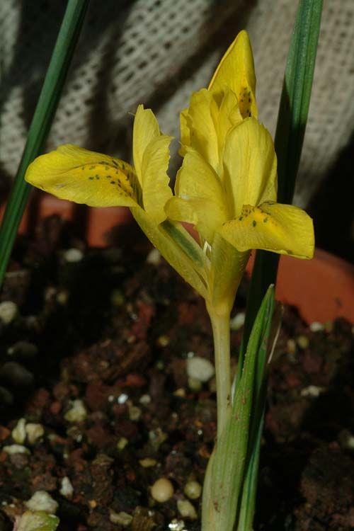 Iris danfordiae - Danford Iris, Dwarf Yellow Iris, Buttercup Iris