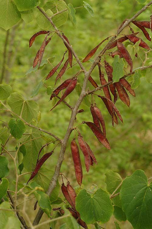 Cercis canadensis 'Forest Pansy' - Eastern Redbud, כליל קנדי 'פורסט פנזי', כליל קנדי 'פורסט פנזי'